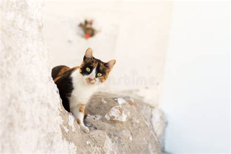 Curious cat stock image. Image of look, interested, beautiful - 27727129