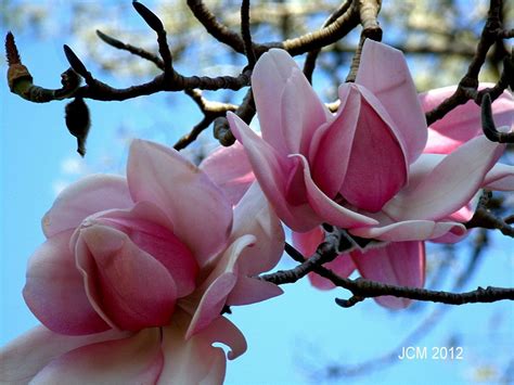 Two Pink Magnolias....so pretty | Beautiful flowers, Magnolia flower, Small paintings