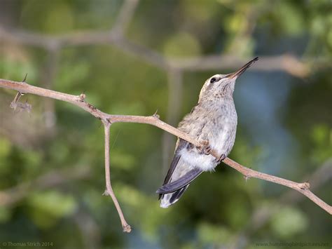 Hummingbird Nests Archives - Hummingbird Pictures