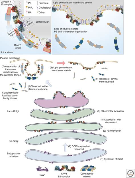 The Role of Membrane Lipids in the Formation and Function of Caveolae