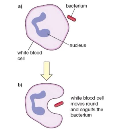 Phagocyte Diagram Gcse