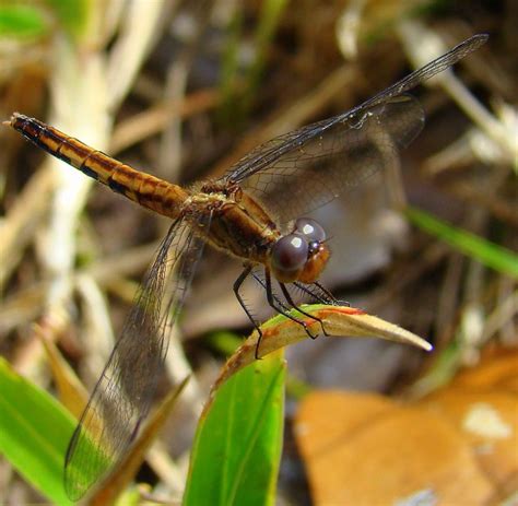 Baby dragonfly | Flickr - Photo Sharing!