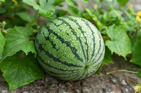 What are Watermelon Companion Plants? — 5 of the Best