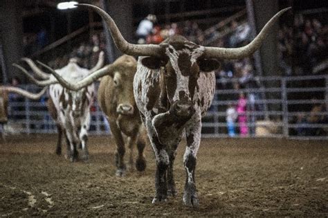 Tejas Rodeo Tickets - Bulverde, TX