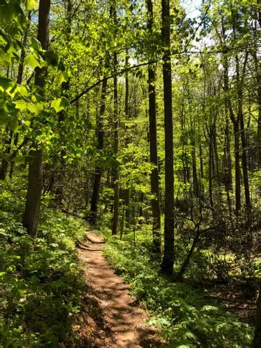 Best 10 Hiking Trails in Roan Mountain State Park | AllTrails