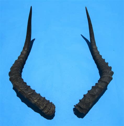 2 African Impala Horns for Sale 19 and 20-1/4 inches (1 right, 1 left ...