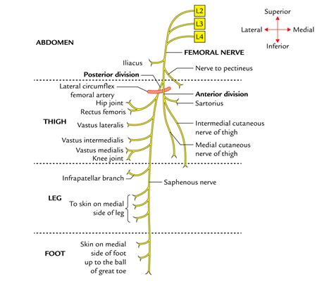 Femoral Nerve – Earth's Lab