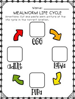 Mealworm Life Cycle Unit by the paper crane | Teachers Pay Teachers