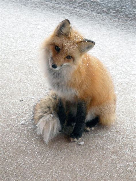 These funny foxes (20 pics) - Picture #14 - Izismile.com