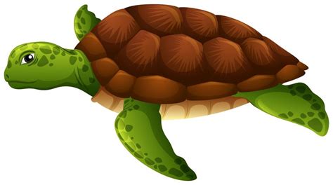 Green sea turtle white background 298625 Vector Art at Vecteezy