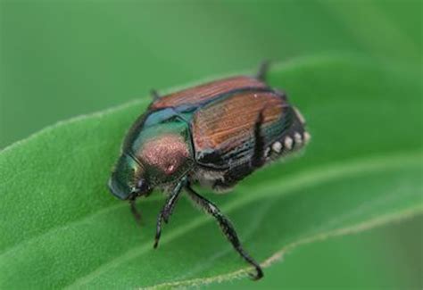 KUOW - Invasive Japanese beetles devouring Eastern Washington crops