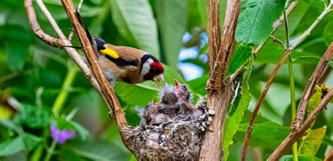 County council urges residents to trim hedges and trees ahead of bird nesting season - The ...