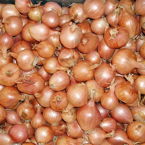 Shallot Seeds - Ambition F1 | Organic Gardening Catalogue