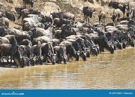 Wildebeest Migration in Kenya Stock Photo - Image of migration, kenya: 23915982