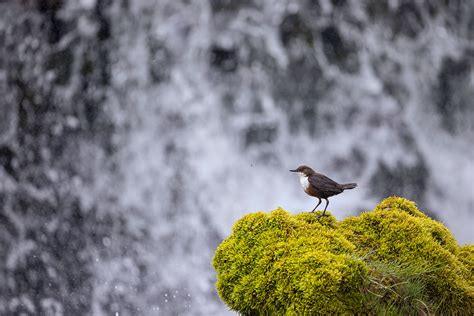 Waterfall Dipper - Francis J Taylor Photography