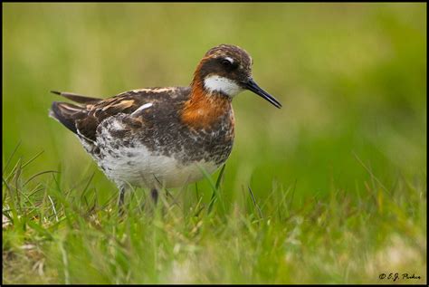 Red-necked Phalarope Page