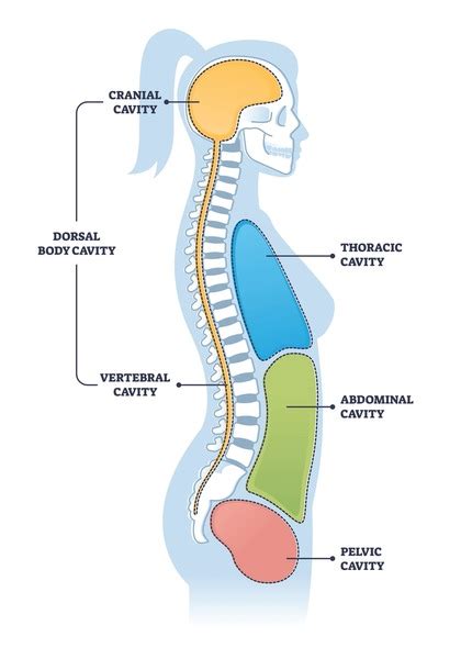 14,562 Body Cavity Royalty-Free Images, Stock Photos & Pictures ...