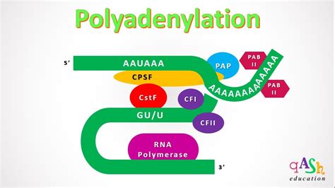 Polyadenylation in mRNA | Transcription | Molecular Biology | Poly A tail | mRNA | Biotechnology ...