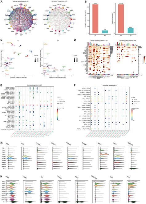 Frontiers | Single-cell RNA-seq reveals the communications between ...