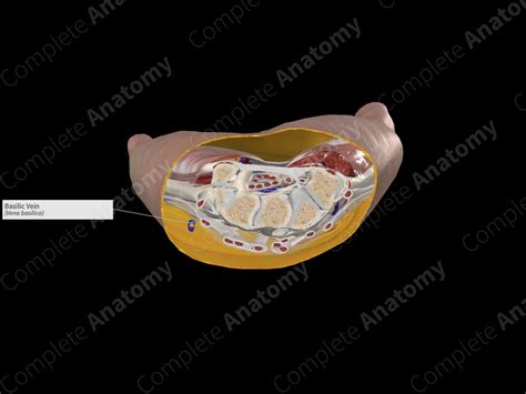 Basilic Vein | Complete Anatomy