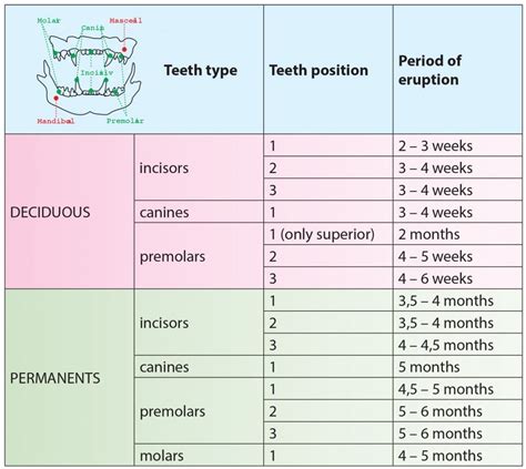 Kitten Teething Chart: A Guide To Baby Teeth Development