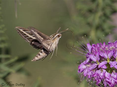 Sphinx (Hummingbird) Moth In Flight – (5 images) – Feathered Photography