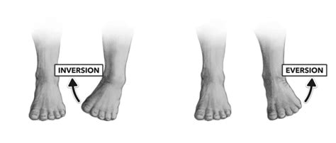 Ankle Inversion And Ankle Eversion - Movement, ROM, Muscles