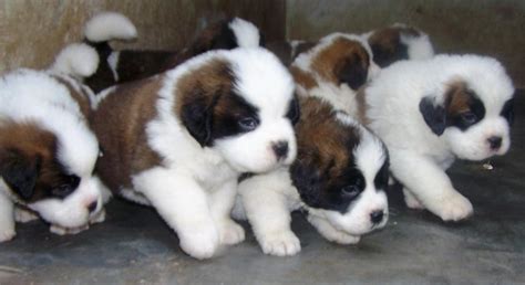 St.Bernard Puppies for Sale(vishal 1)(772) | Dogs for Sale | Price of ...