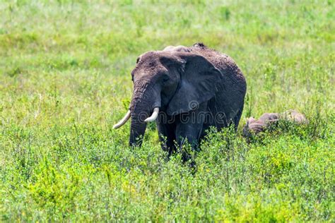 African Elephants or Loxodonta Cyclotis in Nature Stock Image - Image ...