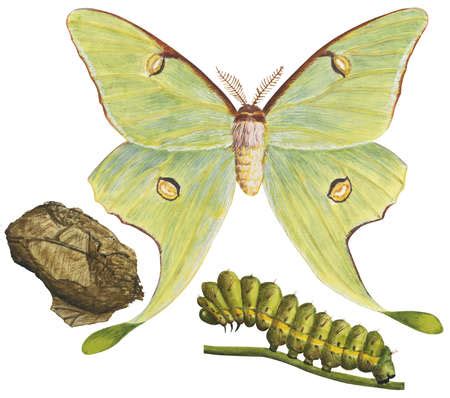 Stock Illustration - The life stages of a Luna moth (Actias luna)