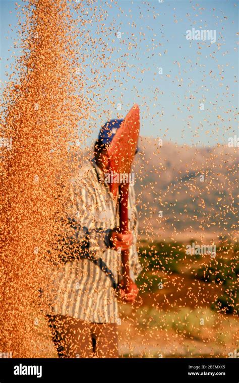 Farmer winnowing wheat at harvest time Stock Photo - Alamy