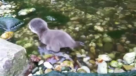 The first time in the water for this baby otter : Eyebleach