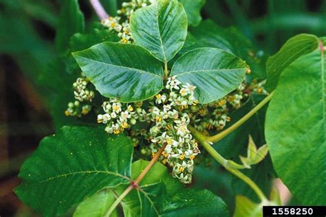 Poison Ivy : Got Pests? : Board of Pesticides Control: Maine DACF