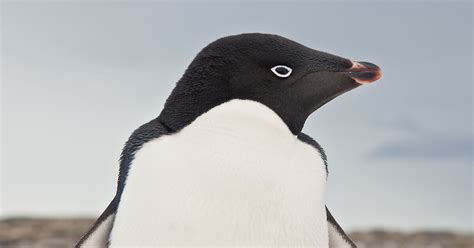 Adélie penguins – Australian Antarctic Program