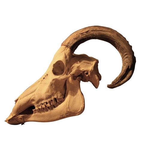 Antelope Skull at 1stdibs