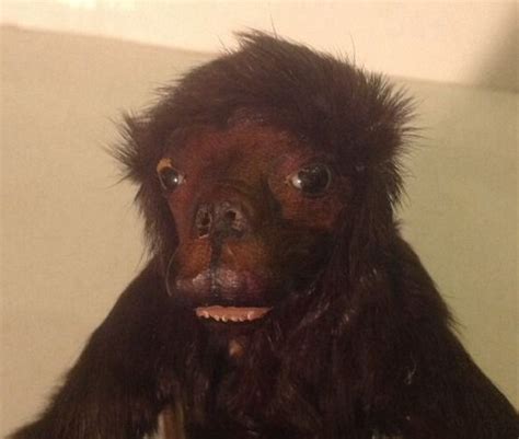 Dead Stuff: Bizarre Monkey Taxidermy - Creepbay