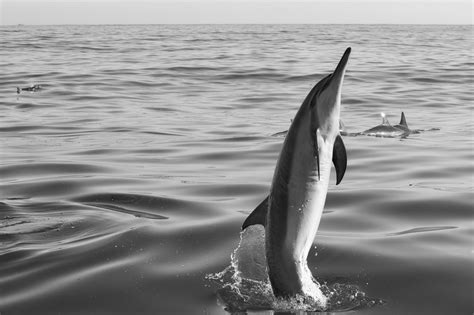 Spinner Dolphin Doing Tricks | Smithsonian Photo Contest | Smithsonian ...