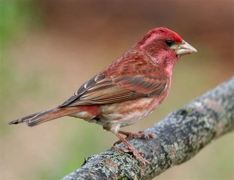 Finches in Michigan (8 Species with Pictures) - Wild Bird World