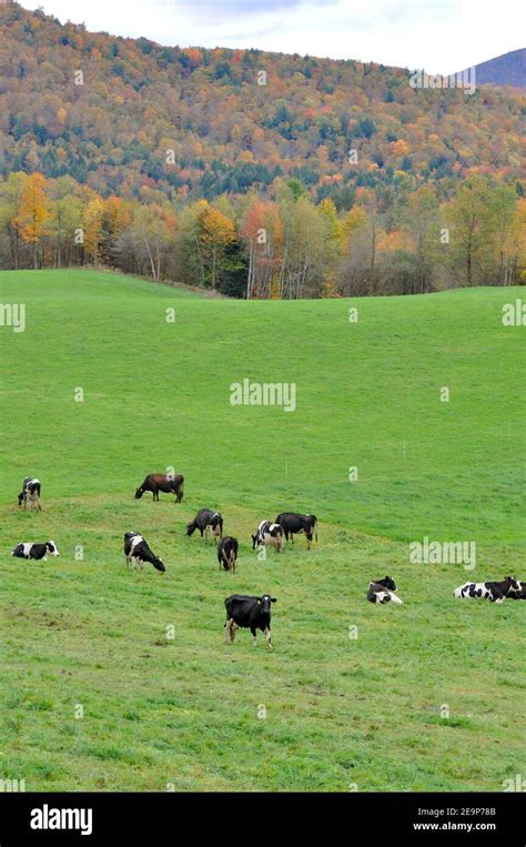 Vermont Fall Foliage with Dairy Cattles, Jeffersonville, Vermont VT ...