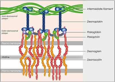 Regulation Of Desmosome Assembly And Adhesion ScienceDirect, 57% OFF