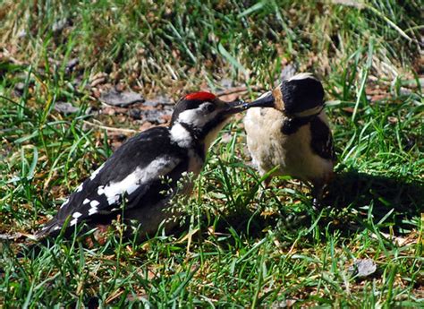 Female great spotted woodpecker feeding young male | Flickr