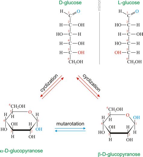 Glucose @ Chemistry Dictionary & Glossary