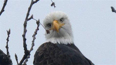 Swimming Eagle: Bald Eagle Caught In Viral Video : NPR