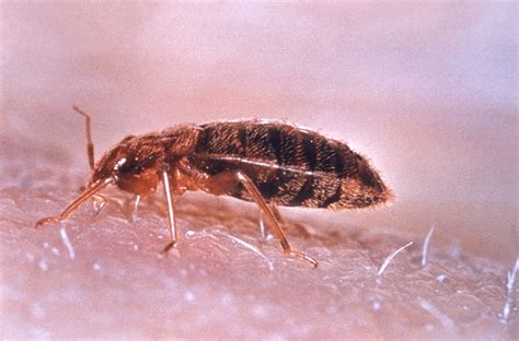 File:Cimex lectularius.jpg - Wikimedia Commons