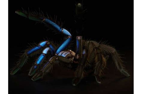 New electric blue tarantula species discovered in Thailand - Thailandtv ...