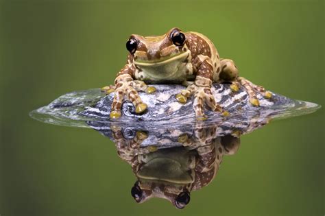 Frog Habitat Facts With Stunning Pictures of Their Dwellings