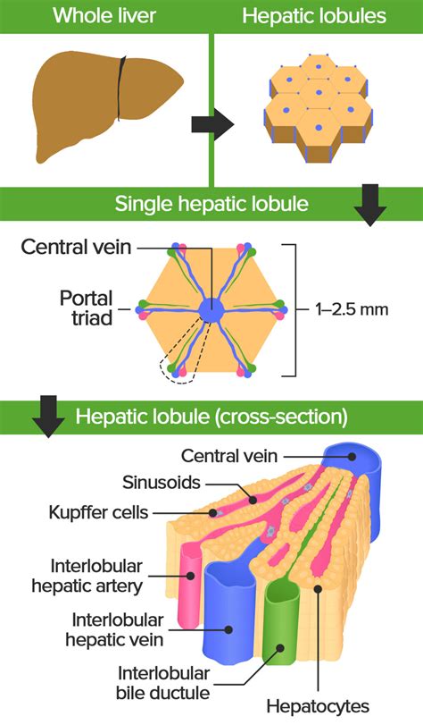 Liver: Anatomy | Concise Medical Knowledge