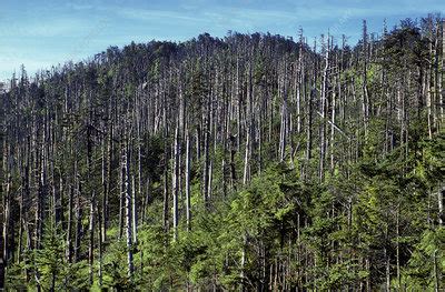 Acid Rain Damage on Mt. Mitchell - Stock Image - C028/7645 - Science Photo Library