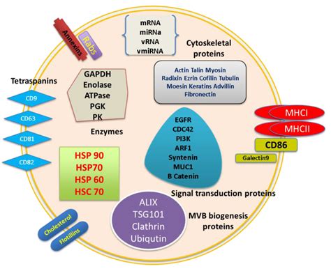 Exosomes and Their Role in the Life Cycle and Pathogenesis of RNA Viruses | Exosome RNA