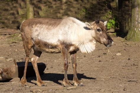 Female Reindeer, Rangifer Tarandus, with Growing Antlers Stock Photo - Image of reindeers ...